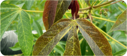 Outgrower scheme with cassava plants