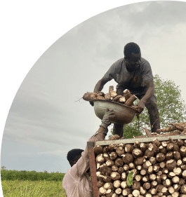 Cassava Supply